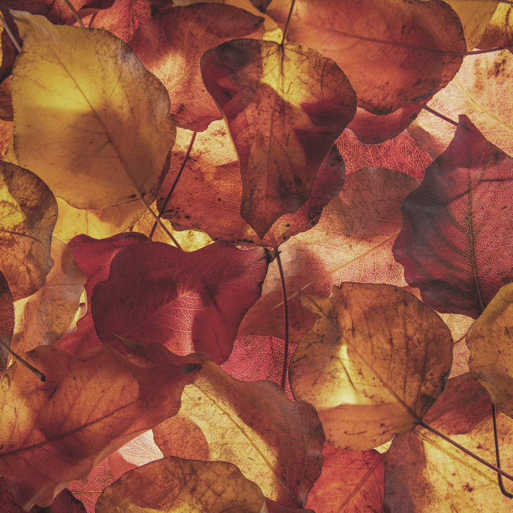 Fall Season Is Falling For You